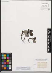 Foto von Salix reticulata L.